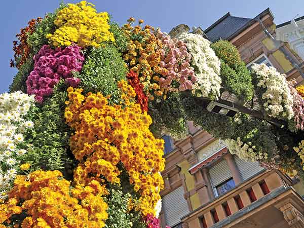 Chrysanthema Festival & the Black Forest