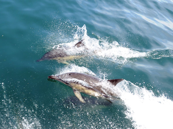 Scottish Marine, Wildlife & the Summer Isles