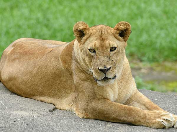 Woburn Safari Park - Bedfordshire