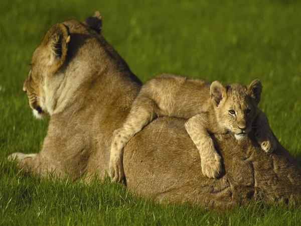 Longleat Safari, African Village & Jungle Cruise