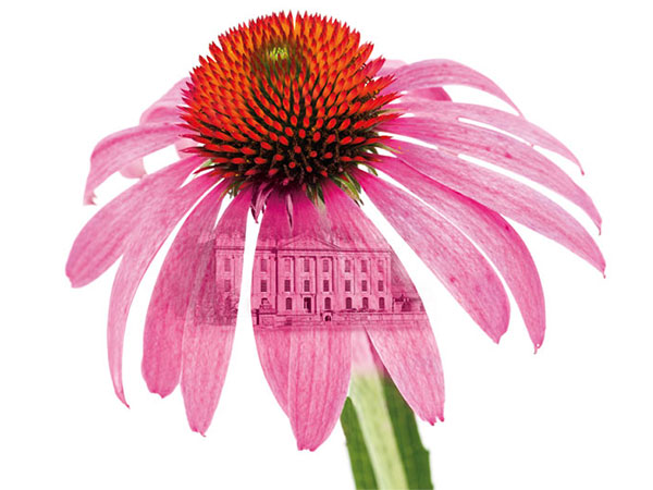 RHS Chatsworth Flower Show