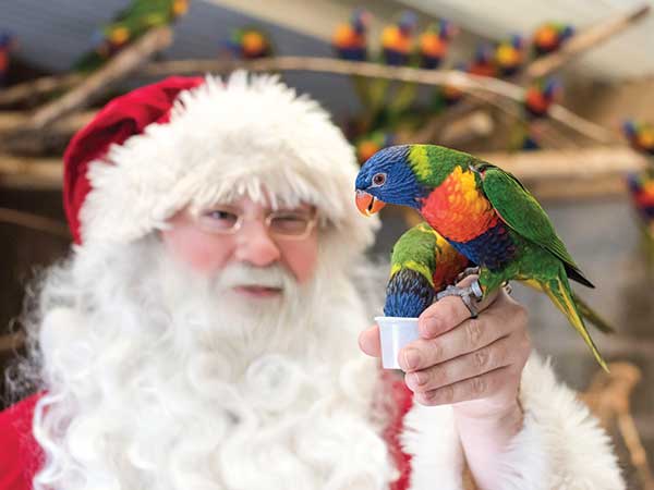 Santa Safari at West Midlands Safari Park 