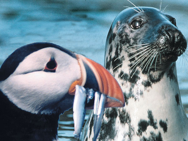Seal & Puffin