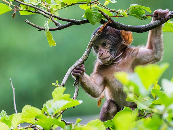 Trentham Outlet & Monkey Forest