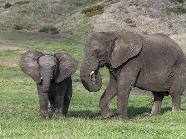 West Midlands Safari Park