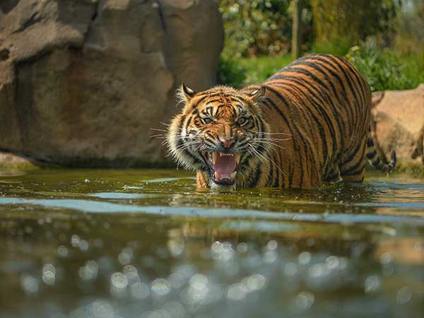 Chester Zoo