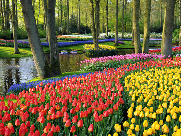Keukenhof Gardens