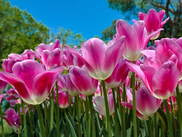 Malvern Spring Festival