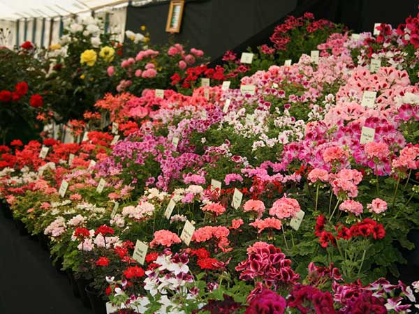 Sandringham Flower Show