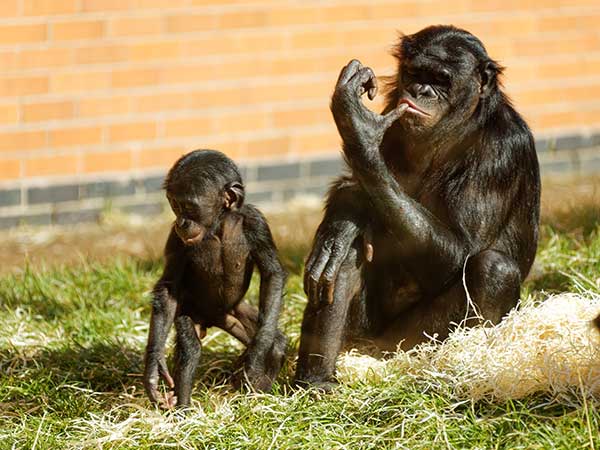 Twycross Zoo