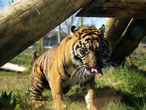 Twycross Zoo